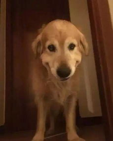 ΢Ц����ʲô��˼ ΢Ц���¼�����