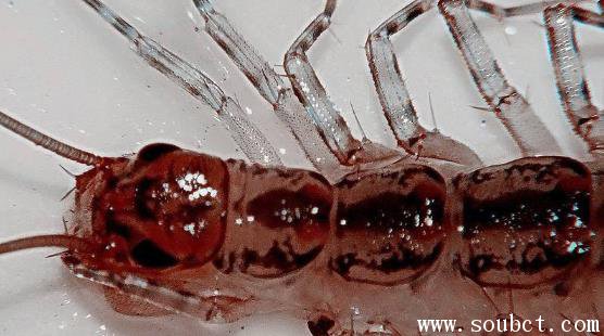 �������������� ��ɽ��������ж��