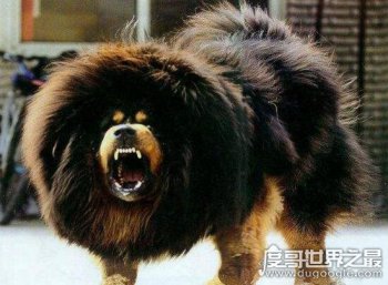 藏獒吃主人事件真相 藏獒吃人事件经过