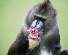 �й����ڹ�ɽ���� ɽ�̲�������ŭ