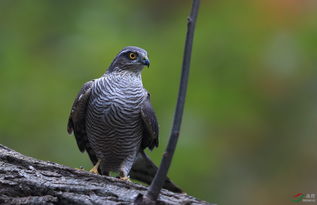 ��ӥ��ȸӥ��ʲô��ͬ ��ӥ��һ�ִ���ӥ