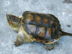 ����������ǰ�������� �����꼸�첻���Ե�Ҳû��