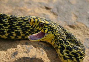 王锦蛇喜欢在什么地方 选择的产地最好是前面开阔