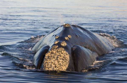 鲸虱是什么 鲸虱能吃吗