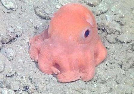 С��������Ϊʲô���� һֻС�����������Ǯ