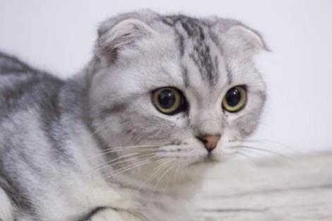 �۶�èΪʲô������ Ϊʲô���ܷ�ֳ