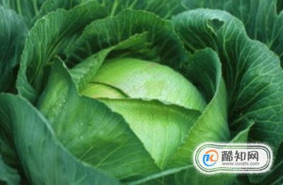 幽门螺旋杆菌感染吃什么好 治疗幽门杆菌最佳方法