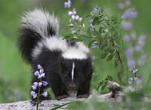 ������ʲô�� ����������ʲô��Ϸ���