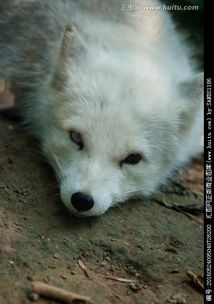 �׺���������� ��������Ҫ�໨�ü���������