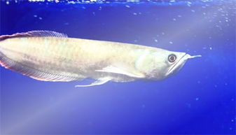 �������ʲô������� ��ʼ������