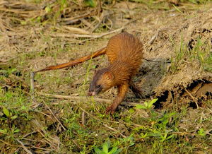 看到黄鼠狼什么忌讳 说说黄家黄大仙的由来