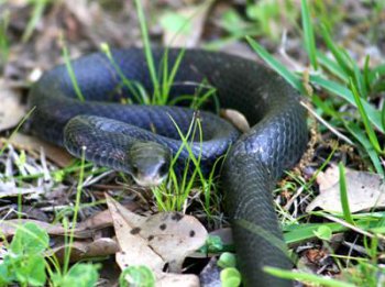 �������ݴ���ʲôԤ�� �л��е��˾����׽�����