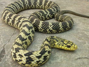 �������ܳ���� ȫ���ɴ�2.5������