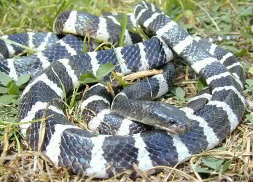 银环蛇咬伤后多久会死 和五步蛇谁更毒