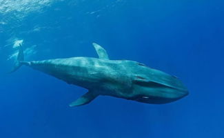 �������뾨���ǳݾ� ������˾޴��������ʲôԭ��