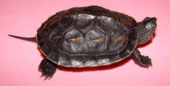 �ݹ���ˮ�껹�ǰ�ˮ�� �й�������ɫ�Ĺ�����ˮ��