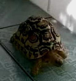 �ݹ���ˮ�껹�ǰ�ˮ�� �й�������ɫ�Ĺ�����ˮ��