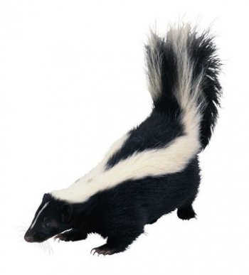 什么是臭鼬 臭鼬是怎么发出臭味的