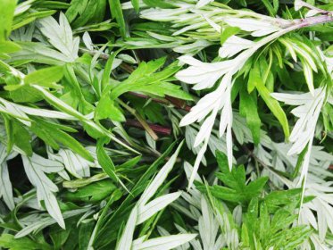 青团用什么草做的 使用率最广泛的是艾草和鼠曲草