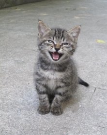 è������Ϊ���˵��� �������˵����֪���ǲ������