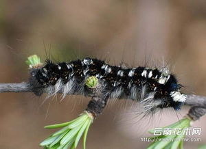 松毛虫有毒吗 有毒接触松毛虫毒素后局部疼痛