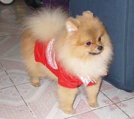 С���깷��ʲôƷ�� �߹���������Ȯ��