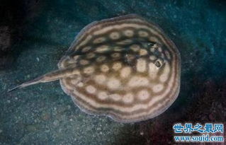 �����һֻ����һ�� �����һ��