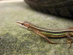 看到四脚蛇有什么征兆 家里有壁虎是什么征兆