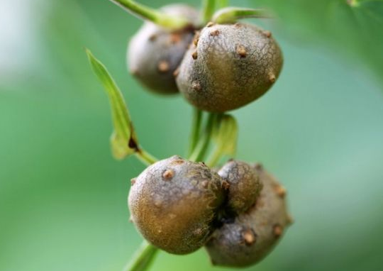 ɽҩ����ѿ�˻��ܳ��� ���Գ��������������