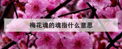 ÷����Ļ�ָʲô��˼ ÷������Ľ̰�