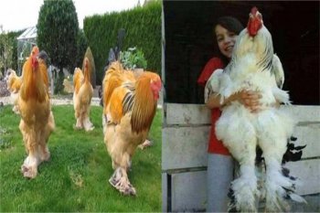 �����ż����й������� �����ż���ֹ����ԭ����ʲô