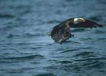 ��ӥ���ɱ������ ��ֻ�ܻ�40��;���ʹ��֮��ӥѡ���˺���