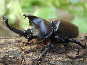 �����ɻ�ҧ���� ����ҧ������ʳ����ֲ��Ϊ��