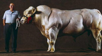 ��������ʲô ��������ǿ��ʳ�ݶ���