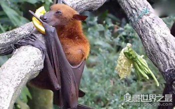 巨型狗头蝙蝠再现澳大利亚市区 多种病毒储存在蝙蝠体内