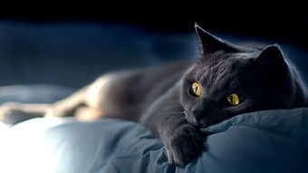 ��è���ĸ���֯�� ��K2���������֯������ҪͷĿ