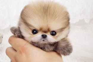 �豭���ܻ��� �������Դﵽ15-20��