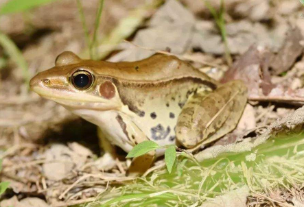 沼水蛙可以吃吗 沼水蛙是保护动物吗