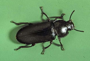 面包虫成虫会飞吗 生活在粮仓中不会飞