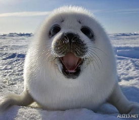 格陵兰海豹可以养吗 国内看不到的一种可爱的动物