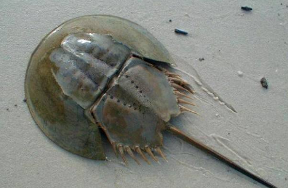 Բβ�����л��׵����� ��Բβ�׻�ʳ���ж���