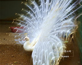 孔雀开屏是公的还是母的 会开屏的孔雀是公孔雀