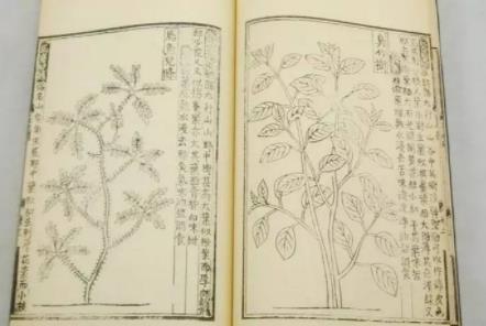 救荒本草是哪个朝代的 明朝朱橚为救饥荒百姓写的书