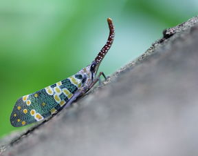 ���ۼ��ıǿ������� ��ũ������ũҩ��ɱ���ۼ�