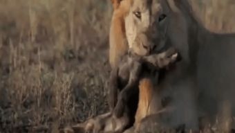 �๷Ϊʲô��������ʨ ��Ϊ��ʨս����ǿ������