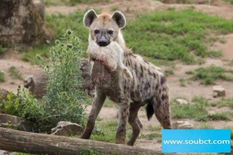 ���๷�����ĸ����� ���๷Ϊʲô��è��