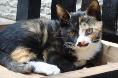 ���è�ǲ��Ǿ�����è �����ƵĻ�����а��