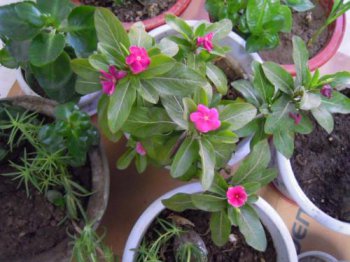 上海市花是什么 上海的市花是白玉兰