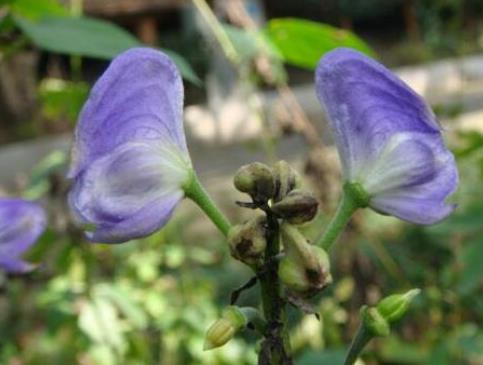 ��ͷ����ʲô���� ��ͷ�ݺ�����ʲô��ϵ