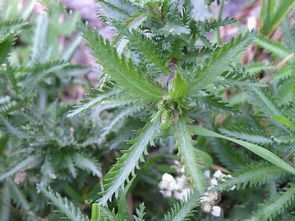 蚰蜒怎么读 是百足虫的一种类型